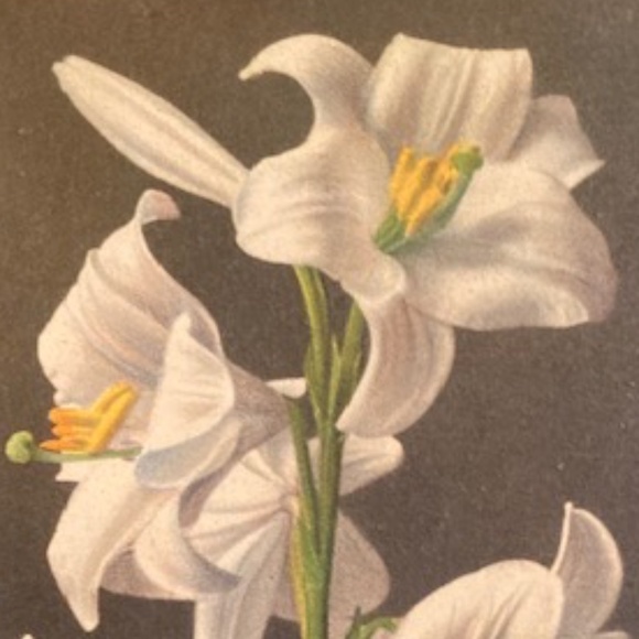 Vintage Porcelain Plate - Picture 6 of 6